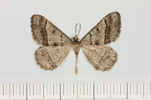  (Isturgia cf. exerraria - BC_ZSM_Lep_121318)  @11 [ ] by-nc-sa (2025) SNSB, Staatliche Naturwissenschaftliche Sammlungen Bayerns ZSM (SNSB, Zoologische Staatssammlung Muenchen)