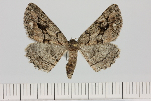  (Hypomecis cf. complacita - BC_ZSM_Lep_121323)  @11 [ ] by-nc-sa (2025) SNSB, Staatliche Naturwissenschaftliche Sammlungen Bayerns ZSM (SNSB, Zoologische Staatssammlung Muenchen)