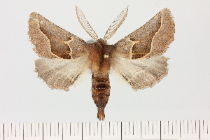  (Drepanogynis synclinia - BC_ZSM_Lep_121326)  @11 [ ] by-nc-sa (2025) SNSB, Staatliche Naturwissenschaftliche Sammlungen Bayerns ZSM (SNSB, Zoologische Staatssammlung Muenchen)