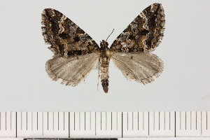  (Entephria cf. epipercna - BC_ZSM_Lep_121332)  @11 [ ] by-nc-sa (2025) SNSB, Staatliche Naturwissenschaftliche Sammlungen Bayerns ZSM (SNSB, Zoologische Staatssammlung Muenchen)