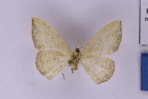  (Scopula cf. caesaria - BC_ZSM_Lep_121342)  @11 [ ] by-nc-sa (2025) SNSB, Staatliche Naturwissenschaftliche Sammlungen Bayerns ZSM (SNSB, Zoologische Staatssammlung Muenchen)