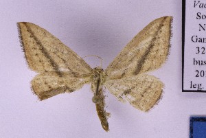  ( - BC_ZSM_Lep_121344)  @11 [ ] by-nc-sa (2025) SNSB, Staatliche Naturwissenschaftliche Sammlungen Bayerns ZSM (SNSB, Zoologische Staatssammlung Muenchen)
