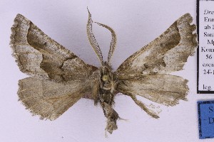  (Drepanogynis cf. commutata - BC_ZSM_Lep_121345)  @11 [ ] by-nc-sa (2025) SNSB, Staatliche Naturwissenschaftliche Sammlungen Bayerns ZSM (SNSB, Zoologische Staatssammlung Muenchen)