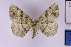  ( - BC_ZSM_Lep_121355)  @11 [ ] by-nc-sa (2025) SNSB, Staatliche Naturwissenschaftliche Sammlungen Bayerns ZSM (SNSB, Zoologische Staatssammlung Muenchen)