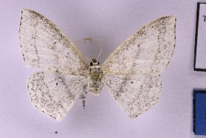  (Scopula cf. latitans - BC_ZSM_Lep_121358)  @11 [ ] by-nc-sa (2025) SNSB, Staatliche Naturwissenschaftliche Sammlungen Bayerns ZSM (SNSB, Zoologische Staatssammlung Muenchen)