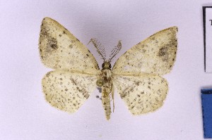  (Obolcola deocellata - BC_ZSM_Lep_121362)  @11 [ ] by-nc-sa (2025) SNSB, Staatliche Naturwissenschaftliche Sammlungen Bayerns ZSM (SNSB, Zoologische Staatssammlung Muenchen)