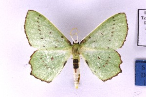  (Adicocrita cf. koranata - BC_ZSM_Lep_121368)  @11 [ ] by-nc-sa (2025) SNSB, Staatliche Naturwissenschaftliche Sammlungen Bayerns ZSM (SNSB, Zoologische Staatssammlung Muenchen)