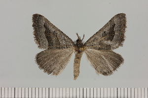  ( - BC_ZSM_Lep_121373)  @11 [ ] by-nc-sa (2025) SNSB, Staatliche Naturwissenschaftliche Sammlungen Bayerns ZSM (SNSB, Zoologische Staatssammlung Muenchen)