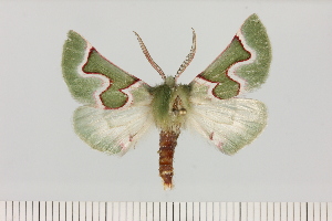  (Drepanogynis cf. smaragdaria - BC_ZSM_Lep_121374)  @11 [ ] by-nc-sa (2025) SNSB, Staatliche Naturwissenschaftliche Sammlungen Bayerns ZSM (SNSB, Zoologische Staatssammlung Muenchen)