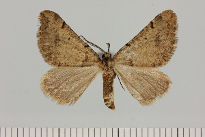  (Eurranthis cf. acuta - BC_ZSM_Lep_121378)  @11 [ ] by-nc-sa (2025) SNSB, Staatliche Naturwissenschaftliche Sammlungen Bayerns ZSM (SNSB, Zoologische Staatssammlung Muenchen)