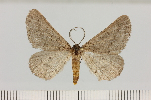  ( - BC_ZSM_Lep_121381)  @11 [ ] by-nc-sa (2025) SNSB, Staatliche Naturwissenschaftliche Sammlungen Bayerns ZSM (SNSB, Zoologische Staatssammlung Muenchen)