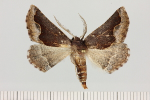  (Drepanogynis ectoglauca - BC_ZSM_Lep_121385)  @11 [ ] by-nc-sa (2025) SNSB, Staatliche Naturwissenschaftliche Sammlungen Bayerns ZSM (SNSB, Zoologische Staatssammlung Muenchen)