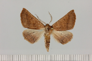  (Drepanogynis cnephaeogramma - BC_ZSM_Lep_121386)  @11 [ ] by-nc-sa (2025) SNSB, Staatliche Naturwissenschaftliche Sammlungen Bayerns ZSM (SNSB, Zoologische Staatssammlung Muenchen)