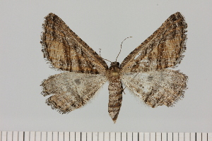  (Hypotephrina serrimargo - BC_ZSM_Lep_121387)  @11 [ ] by-nc-sa (2025) SNSB, Staatliche Naturwissenschaftliche Sammlungen Bayerns ZSM (SNSB, Zoologische Staatssammlung Muenchen)