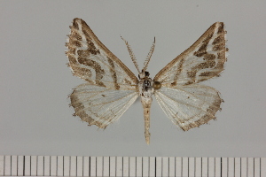  ( - BC_ZSM_Lep_121391)  @11 [ ] by-nc-sa (2025) SNSB, Staatliche Naturwissenschaftliche Sammlungen Bayerns ZSM (SNSB, Zoologische Staatssammlung Muenchen)