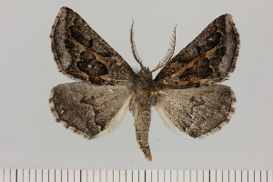  (Drepanogynis intricata - BC_ZSM_Lep_121396)  @11 [ ] by-nc-sa (2025) SNSB, Staatliche Naturwissenschaftliche Sammlungen Bayerns ZSM (SNSB, Zoologische Staatssammlung Muenchen)