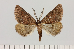  (Drepanogynis cf. dentatilinea - BC_ZSM_Lep_121397)  @11 [ ] by-nc-sa (2025) SNSB, Staatliche Naturwissenschaftliche Sammlungen Bayerns ZSM (SNSB, Zoologische Staatssammlung Muenchen)