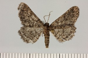  (Parectropis cf. atelomeres - BC_ZSM_Lep_121402)  @11 [ ] by-nc-sa (2025) SNSB, Staatliche Naturwissenschaftliche Sammlungen Bayerns ZSM (SNSB, Zoologische Staatssammlung Muenchen)