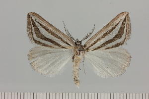  ( - BC_ZSM_Lep_121408)  @11 [ ] by-nc-sa (2025) SNSB, Staatliche Naturwissenschaftliche Sammlungen Bayerns ZSM (SNSB, Zoologische Staatssammlung Muenchen)