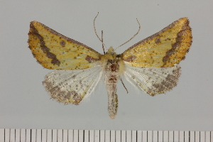  ( - BC_ZSM_Lep_121409)  @11 [ ] by-nc-sa (2025) SNSB, Staatliche Naturwissenschaftliche Sammlungen Bayerns ZSM (SNSB, Zoologische Staatssammlung Muenchen)