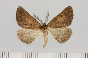  (Drepanogynis cf. hypoplea - BC_ZSM_Lep_121412)  @11 [ ] by-nc-sa (2025) SNSB, Staatliche Naturwissenschaftliche Sammlungen Bayerns ZSM (SNSB, Zoologische Staatssammlung Muenchen)