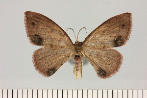  ( - BC_ZSM_Lep_121416)  @11 [ ] by-nc-sa (2025) SNSB, Staatliche Naturwissenschaftliche Sammlungen Bayerns ZSM (SNSB, Zoologische Staatssammlung Muenchen)
