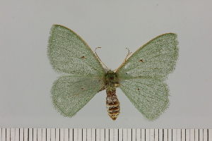  ( - BC_ZSM_Lep_121421)  @11 [ ] by-nc-sa (2025) SNSB, Staatliche Naturwissenschaftliche Sammlungen Bayerns ZSM (SNSB, Zoologische Staatssammlung Muenchen)