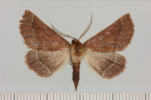  (Drepanogynis cf. cnephaeogramma - BC_ZSM_Lep_121437)  @11 [ ] by-nc-sa (2025) SNSB, Staatliche Naturwissenschaftliche Sammlungen Bayerns ZSM (SNSB, Zoologische Staatssammlung Muenchen)