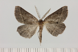  (Drepanogynis fumosa - BC_ZSM_Lep_121440)  @11 [ ] by-nc-sa (2025) SNSB, Staatliche Naturwissenschaftliche Sammlungen Bayerns ZSM (SNSB, Zoologische Staatssammlung Muenchen)