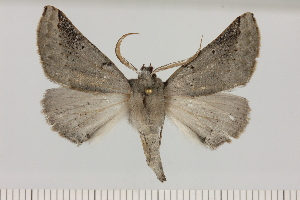  (Drepanogynis robertsoni - BC_ZSM_Lep_121443)  @11 [ ] by-nc-sa (2025) SNSB, Staatliche Naturwissenschaftliche Sammlungen Bayerns ZSM (SNSB, Zoologische Staatssammlung Muenchen)