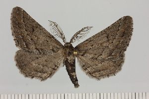  (Piercia cf. perizomoides - BC_ZSM_Lep_121449)  @11 [ ] by-nc-sa (2025) SNSB, Staatliche Naturwissenschaftliche Sammlungen Bayerns ZSM (SNSB, Zoologische Staatssammlung Muenchen)