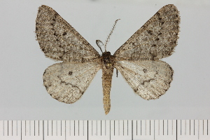  (Entephria cf. alumna - BC_ZSM_Lep_121450)  @11 [ ] by-nc-sa (2025) SNSB, Staatliche Naturwissenschaftliche Sammlungen Bayerns ZSM (SNSB, Zoologische Staatssammlung Muenchen)