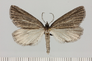  (Parectropis simplex - BC_ZSM_Lep_121452)  @11 [ ] by-nc-sa (2025) SNSB, Staatliche Naturwissenschaftliche Sammlungen Bayerns ZSM (SNSB, Zoologische Staatssammlung Muenchen)