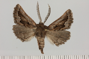  (Axiodes angulilinea - BC_ZSM_Lep_121460)  @11 [ ] by-nc-sa (2025) SNSB, Staatliche Naturwissenschaftliche Sammlungen Bayerns ZSM (SNSB, Zoologische Staatssammlung Muenchen)