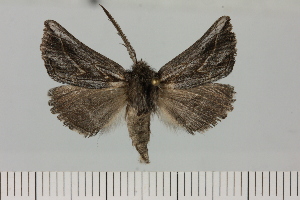  (Axiodes striata - BC_ZSM_Lep_121464)  @11 [ ] by-nc-sa (2025) SNSB, Staatliche Naturwissenschaftliche Sammlungen Bayerns ZSM (SNSB, Zoologische Staatssammlung Muenchen)