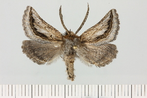  (Axiodes dentatimargo - BC_ZSM_Lep_121466)  @11 [ ] by-nc-sa (2025) SNSB, Staatliche Naturwissenschaftliche Sammlungen Bayerns ZSM (SNSB, Zoologische Staatssammlung Muenchen)