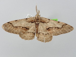  ( - BC_ZSM_Lep_121517)  @11 [ ] by-nc-sa (2025) SNSB, Staatliche Naturwissenschaftliche Sammlungen Bayerns ZSM (SNSB, Zoologische Staatssammlung Muenchen)