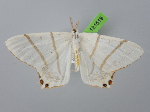  (Ourapteryx maculicaudaria - BC_ZSM_Lep_121519)  @11 [ ] by-nc-sa (2025) SNSB, Staatliche Naturwissenschaftliche Sammlungen Bayerns ZSM (SNSB, Zoologische Staatssammlung Muenchen)