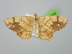  ( - BC_ZSM_Lep_121529)  @11 [ ] by-nc-sa (2025) SNSB, Staatliche Naturwissenschaftliche Sammlungen Bayerns ZSM (SNSB, Zoologische Staatssammlung Muenchen)