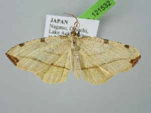  ( - BC_ZSM_Lep_121532)  @11 [ ] by-nc-sa (2025) SNSB, Staatliche Naturwissenschaftliche Sammlungen Bayerns ZSM (SNSB, Zoologische Staatssammlung Muenchen)