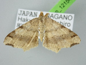  ( - BC_ZSM_Lep_121541)  @11 [ ] by-nc-sa (2025) SNSB, Staatliche Naturwissenschaftliche Sammlungen Bayerns ZSM (SNSB, Zoologische Staatssammlung Muenchen)