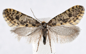  ( - BC_ZSM_Lep_121562)  @11 [ ] by-nc-sa (2025) SNSB, Staatliche Naturwissenschaftliche Sammlungen Bayerns ZSM (SNSB, Zoologische Staatssammlung Muenchen)