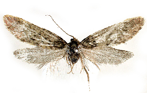  ( - BC_ZSM_Lep_121566)  @11 [ ] by-nc-sa (2025) SNSB, Staatliche Naturwissenschaftliche Sammlungen Bayerns ZSM (SNSB, Zoologische Staatssammlung Muenchen)