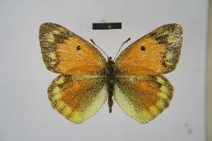  ( - BC_ZSM_Lep_121573)  @11 [ ] by-nc-sa (2025) SNSB, Staatliche Naturwissenschaftliche Sammlungen Bayerns ZSM (SNSB, Zoologische Staatssammlung Muenchen)