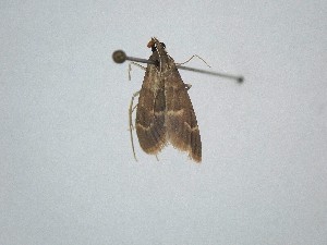  ( - BC_ZSM_Lep_121595)  @11 [ ] by-nc-sa (2025) SNSB, Staatliche Naturwissenschaftliche Sammlungen Bayerns ZSM (SNSB, Zoologische Staatssammlung Muenchen)