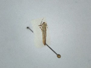  ( - BC_ZSM_Lep_121598)  @11 [ ] by-nc-sa (2025) SNSB, Staatliche Naturwissenschaftliche Sammlungen Bayerns ZSM (SNSB, Zoologische Staatssammlung Muenchen)