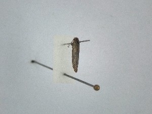  ( - BC_ZSM_Lep_121600)  @11 [ ] by-nc-sa (2025) SNSB, Staatliche Naturwissenschaftliche Sammlungen Bayerns ZSM (SNSB, Zoologische Staatssammlung Muenchen)