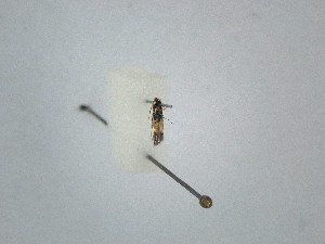  ( - BC_ZSM_Lep_121603)  @11 [ ] by-nc-sa (2025) SNSB, Staatliche Naturwissenschaftliche Sammlungen Bayerns ZSM (SNSB, Zoologische Staatssammlung Muenchen)