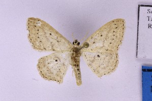  (Scopula cf. deserta - BC_ZSM_Lep_121615)  @11 [ ] by-nc-sa (2025) SNSB, Staatliche Naturwissenschaftliche Sammlungen Bayerns ZSM (SNSB, Zoologische Staatssammlung Muenchen)