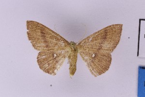  (Cyclophora cf unocula - BC_ZSM_Lep_121616)  @11 [ ] by-nc-sa (2025) SNSB, Staatliche Naturwissenschaftliche Sammlungen Bayerns ZSM (SNSB, Zoologische Staatssammlung Muenchen)